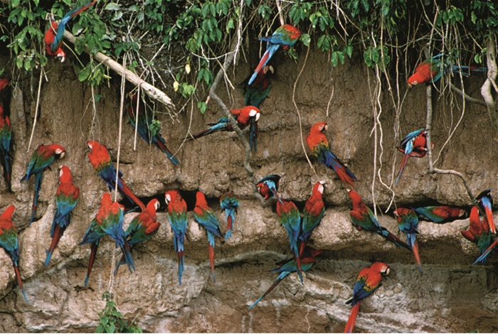 macaw lick Macaw lick image courtesy of John Hemming
