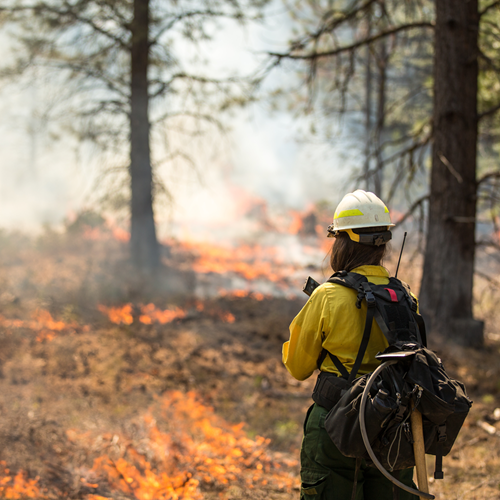 Wildfire Resilience Initiative