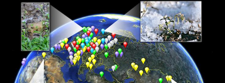 Extensive variation revealed in 1,001 genomes and epigenomes of Arabidopsis