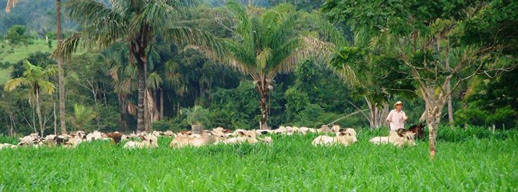 Conservation and Markets Initiative: A new decade 
