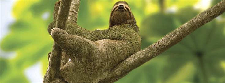A case study of Forever Costa Rica