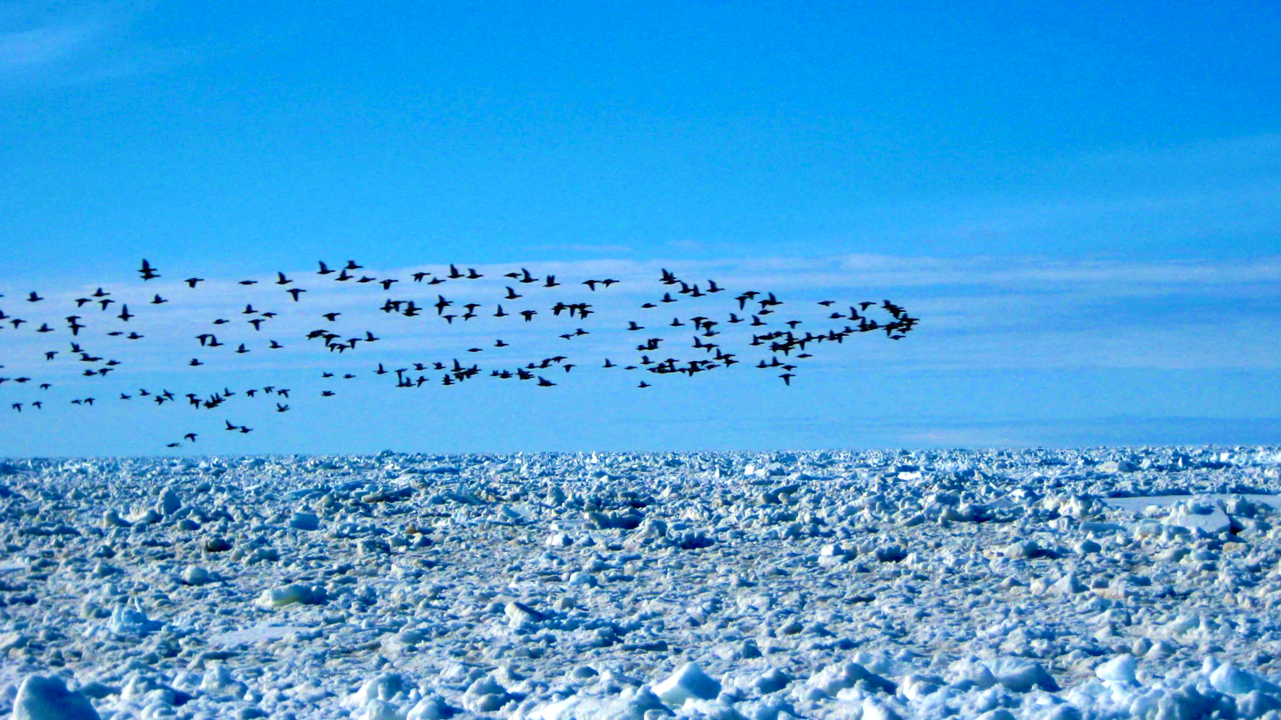 OceanforLife-Birds_Credit- Louie Porta_1440x810 A large flock of birds flying over icy land in the Arctic.