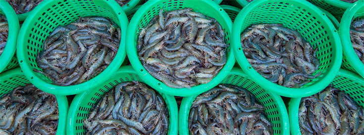 Thailand and Ecuador are leading sources of deforestation-free farmed shrimp