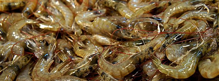 Clark Labs receives grant to research Southeast Asian coastal habitats at risk for shrimp farm conversion 