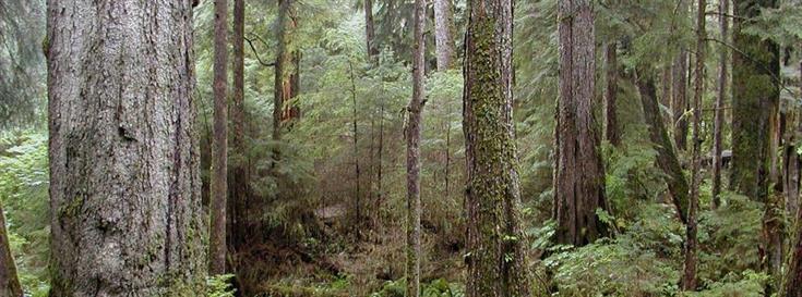 New steps to conserve 17-million acre Tongass National Forest