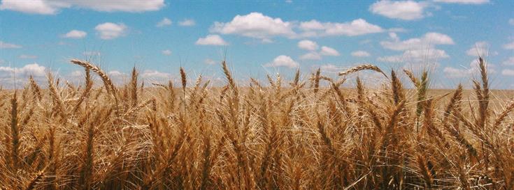 Conservation and Markets Initiative 