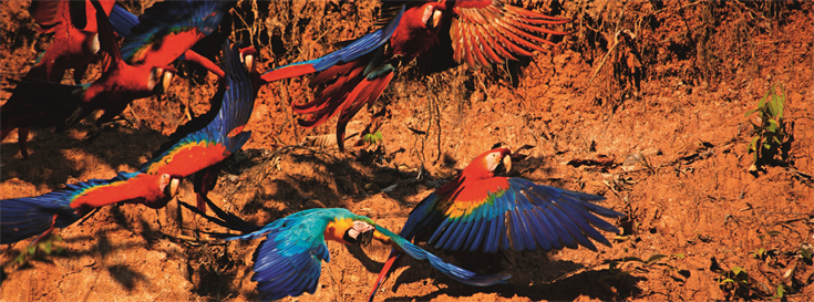 Perspective: Amazonia - a challenge for the 21st century 