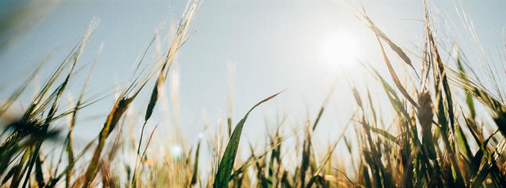 How plants learned to breathe