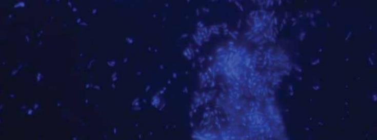 Marine microbes shed light on our changing oceans