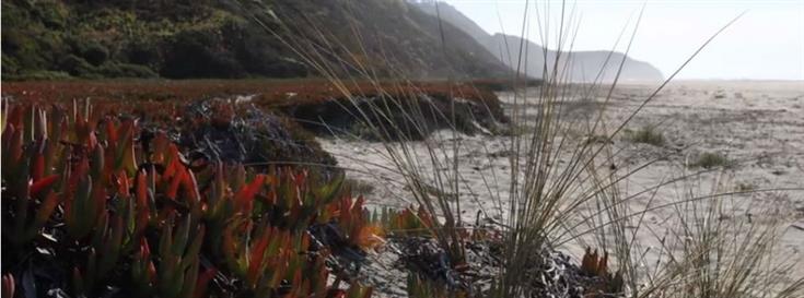 Restoring order to Tunitas Creek Beach