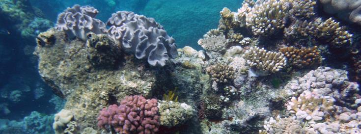 How much are ocean resources worth?