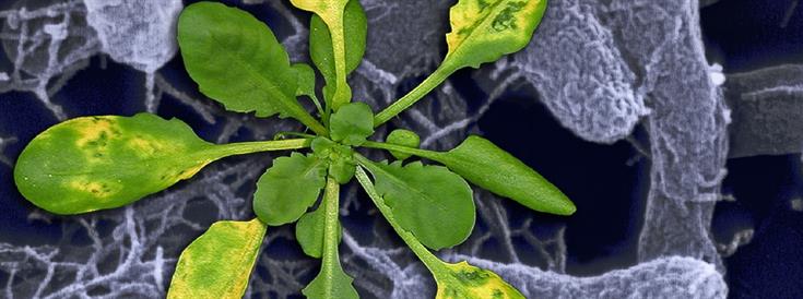 A new way to make resistant plants