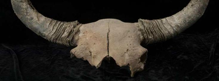 Ice age bison fossils reveal migration of early humans