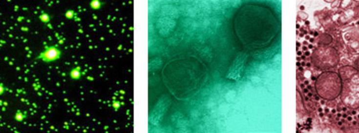 Broad Institute launches Marine Phage, Virus, and Virome Sequencing Project webpage