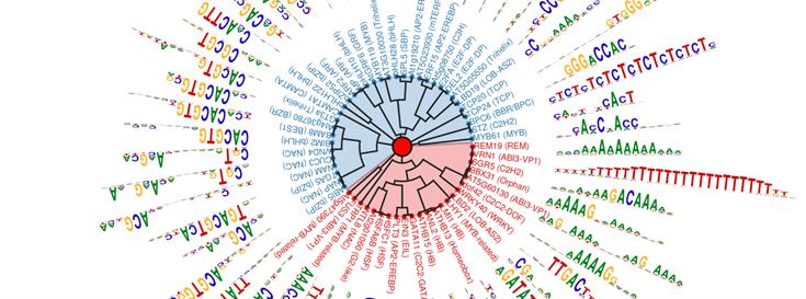 How plants get their traits