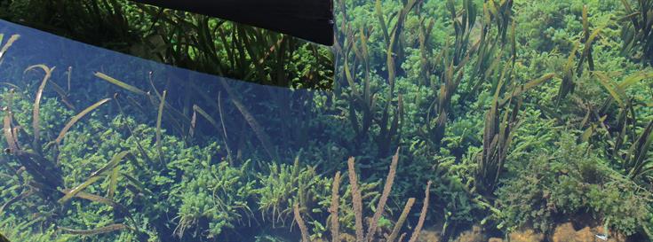 Sequencing the genome of a powerful green alga