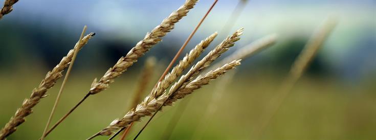 Study finds new gene important for development of wheat